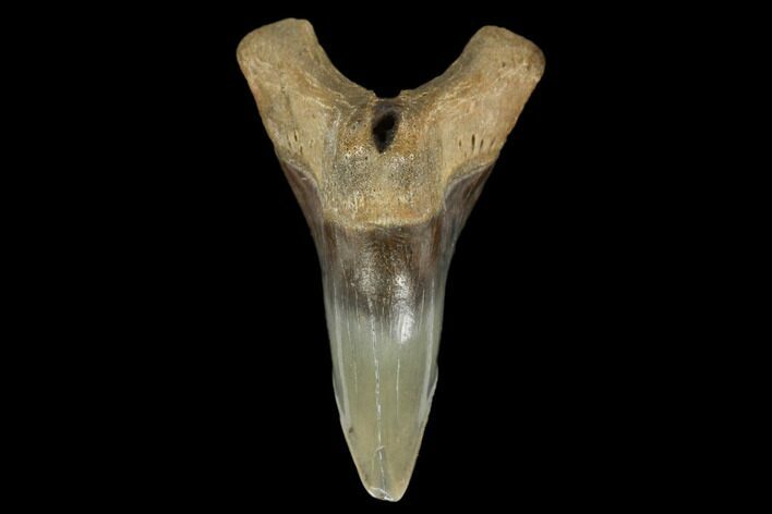 Snaggletooth Shark (Hemipristis) Lower Tooth - Aurora, NC #180078